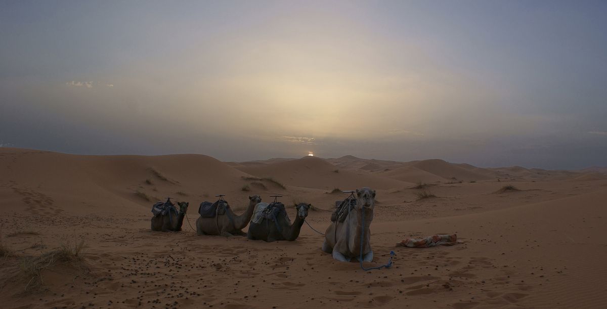 Désert Marocains 