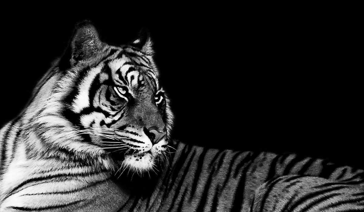Passionnée de toutes les espèces animales, j'aime photographiée le regard des animaux. Puisez les émotions au fond des yeux, car le regard fait naître le langage universel. Ce Tigre venait de se poser, j'ai ressenti dans son regard un apaisement, c'était l'heure du repos.