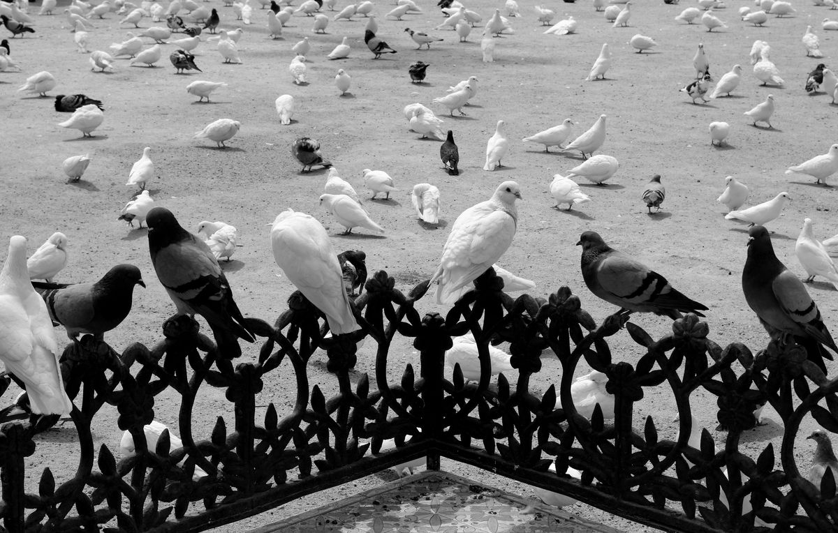 sevilla birds