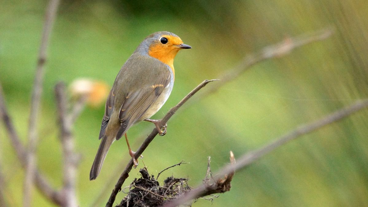 Robin on the Dutch-German border between Gangelt (Germany) and Schinveld (Netherlands