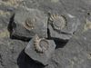 charmouth fossils dorset england