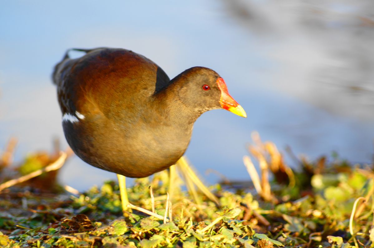 not sure if it is a mour hen took slimbrigd yesterday