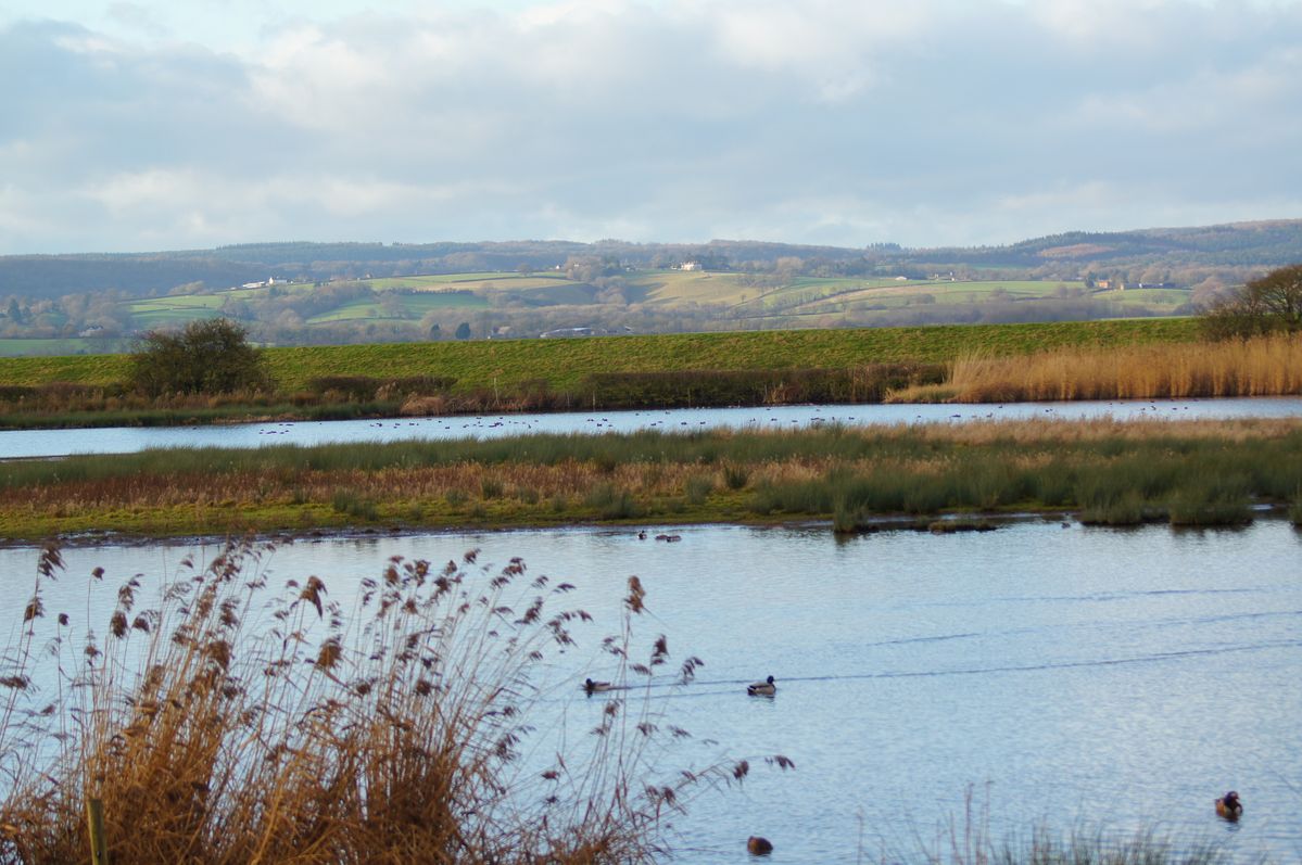 took this looking out of hide at slimbridge