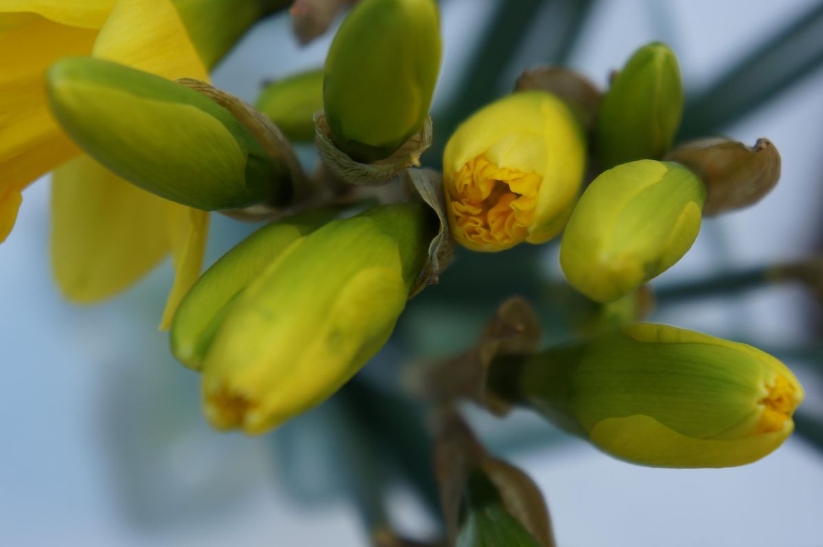 Sony Nex 5N with 30mm macro lens