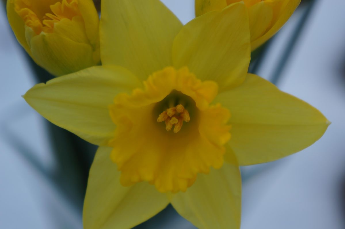 Sony Nex 5N with 30mm macro lens