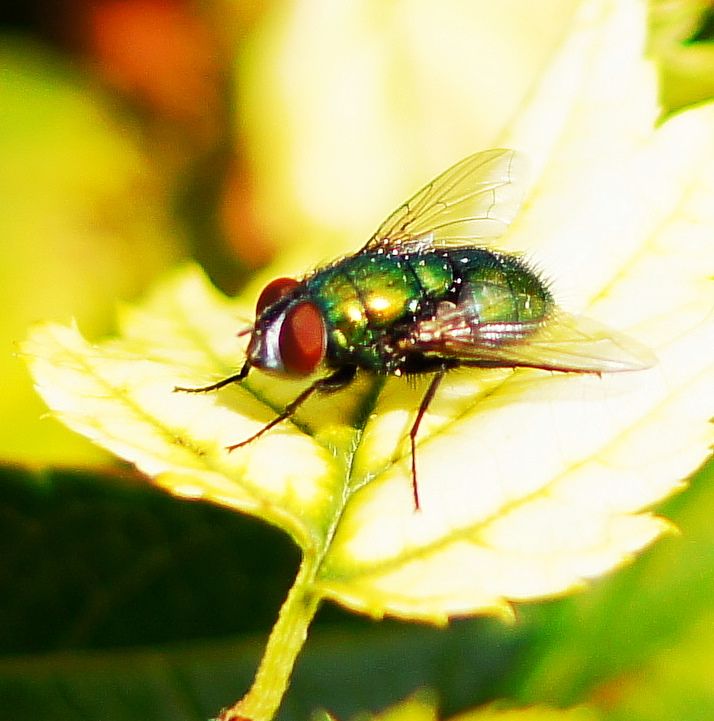 fly sat on leaf