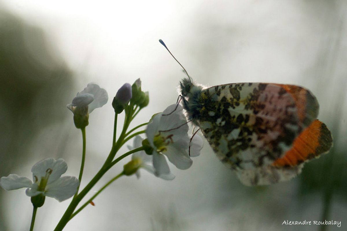 L'effet papillon, c'est aussi simplement le plaisir d'observer et d'admirer la force tranquille de la nature. www.acadiaudimages.fr