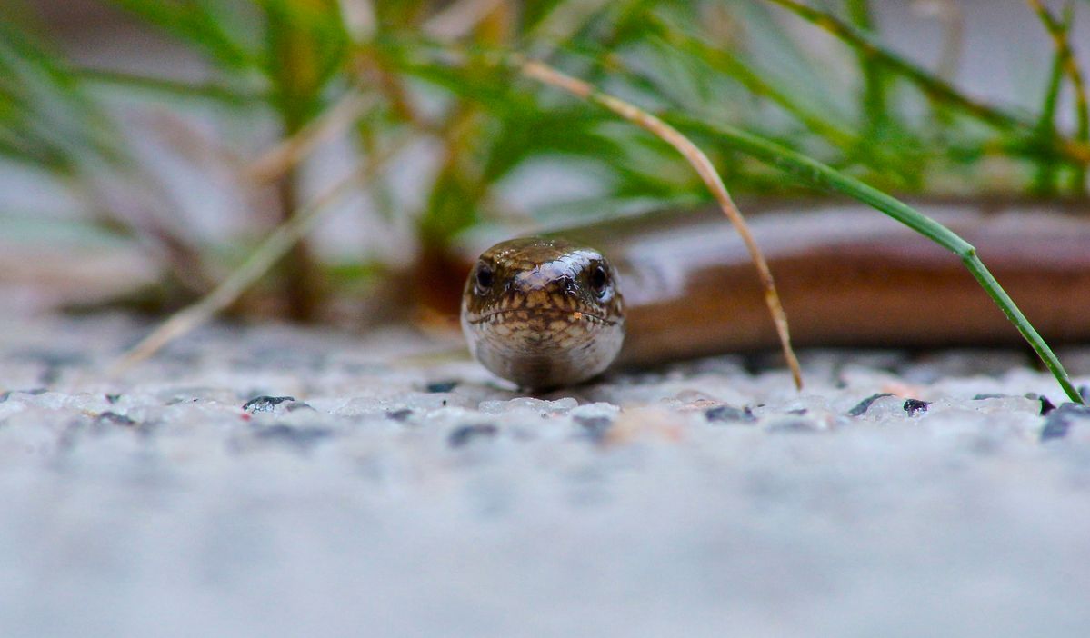 slowworm in the yard