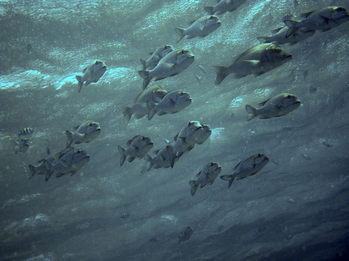 A bank of big fish swimming togheter...I like the the form of the water surfase in the shot.