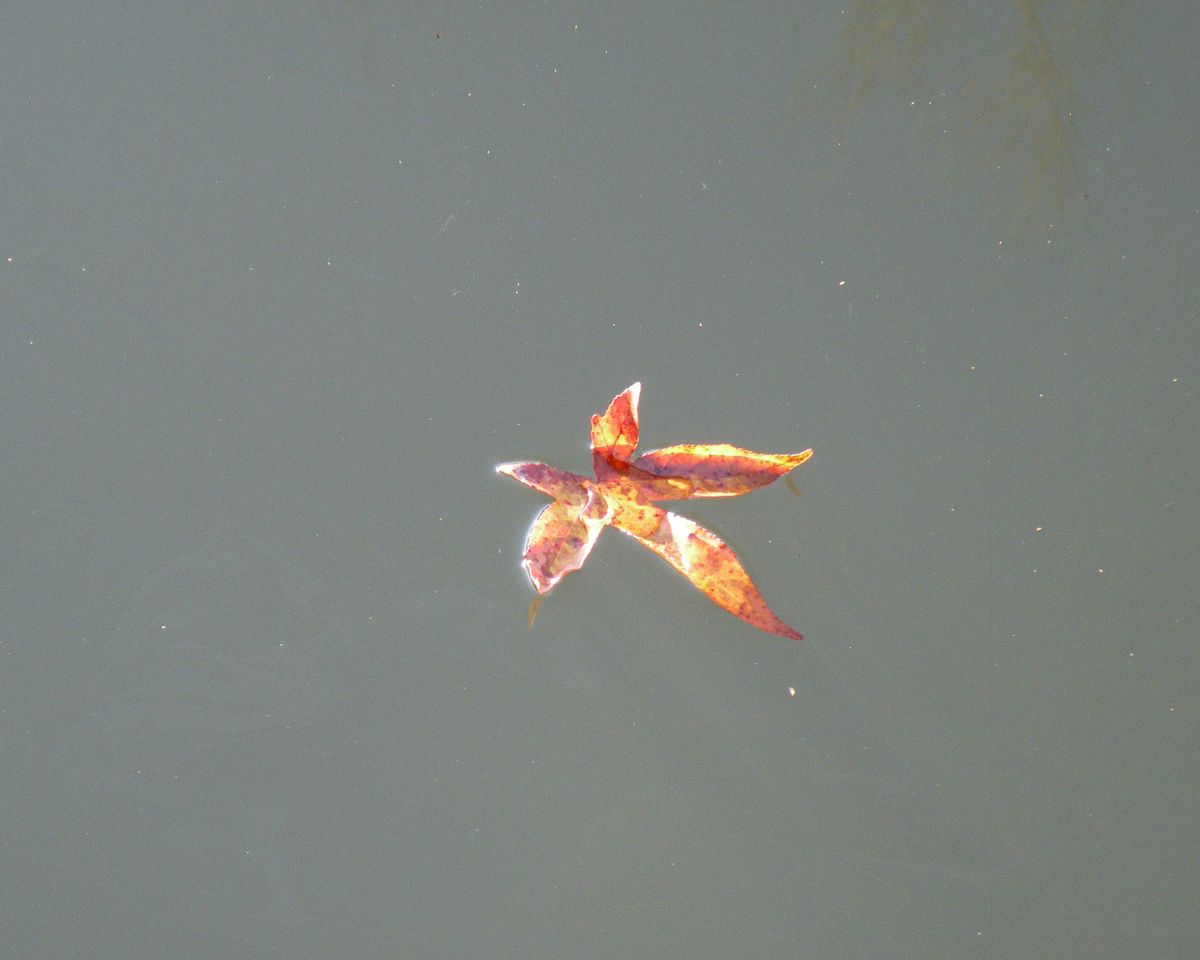 Leaf floating on a pond