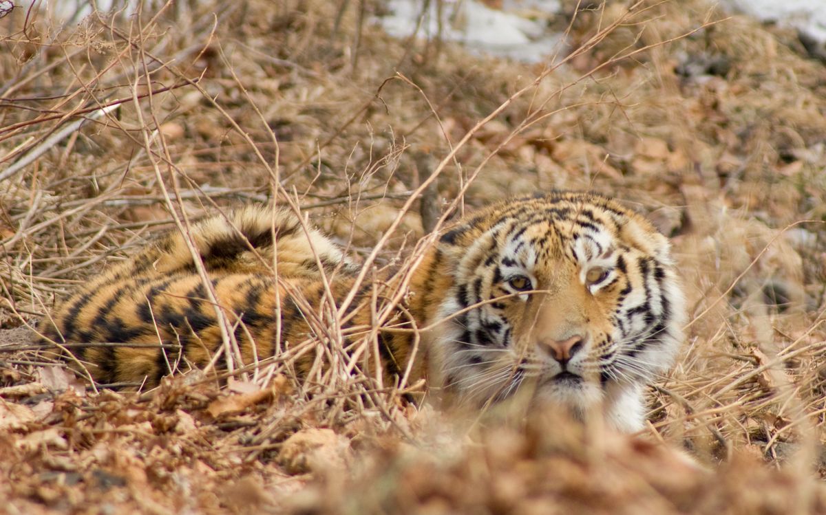 Amur tiger