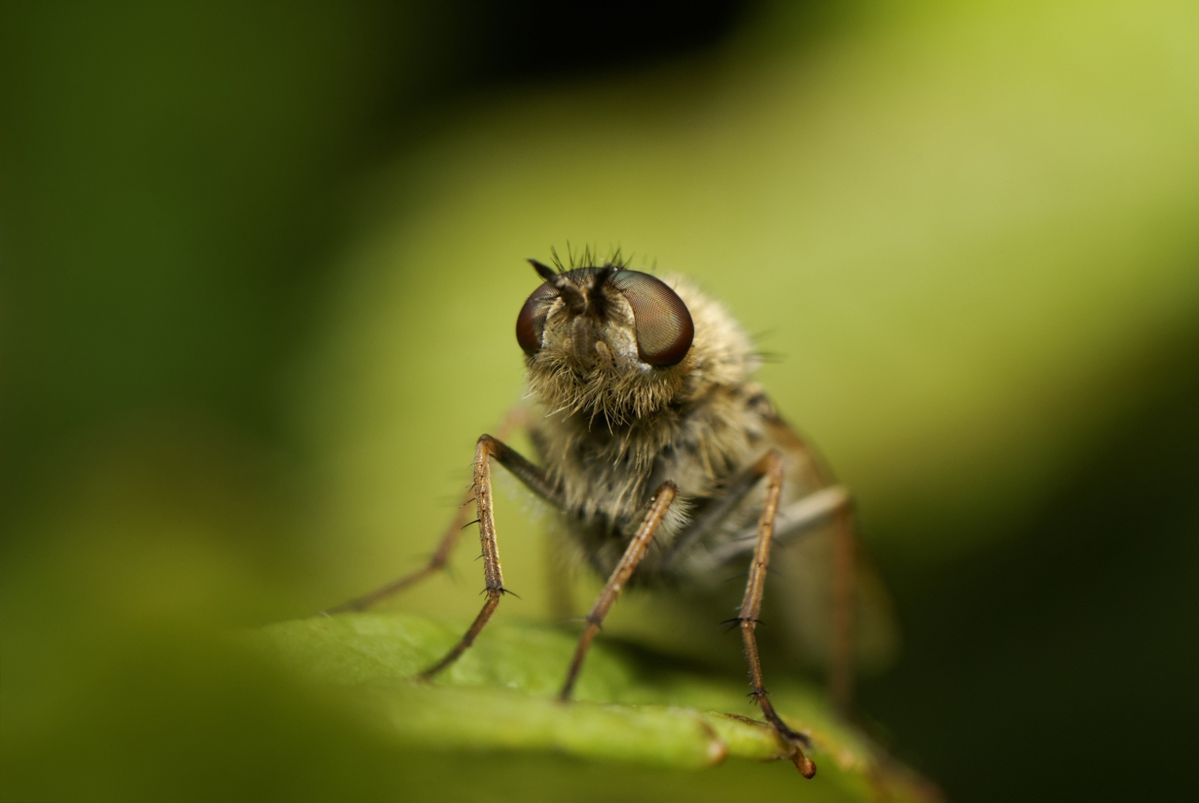 Robber fly (Machimus atricapillus)