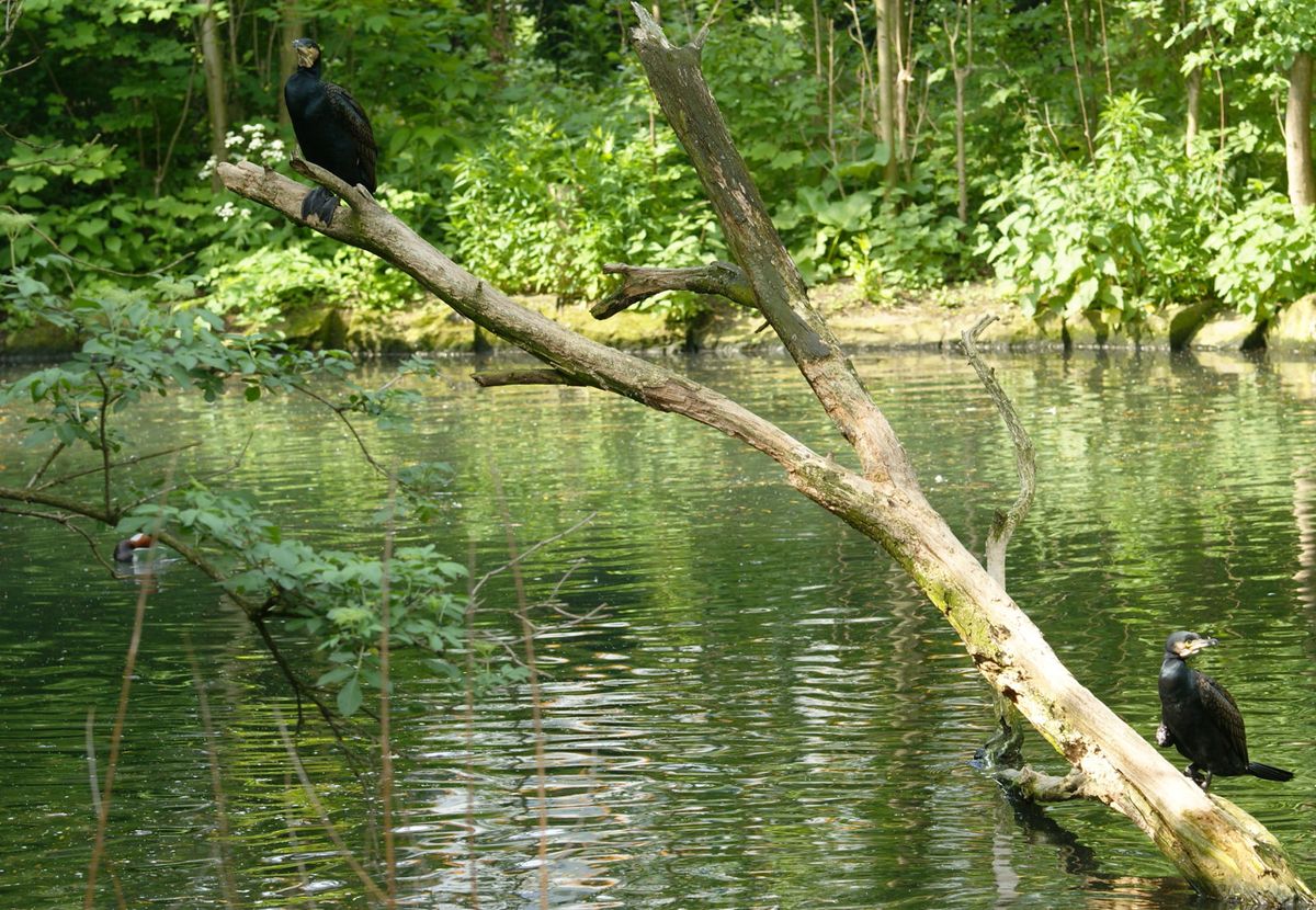 Eckenläufer, grad auf der Festplatte gefunden, für den Just for Fun Wettbewerb