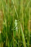 excellent hidden in grass
