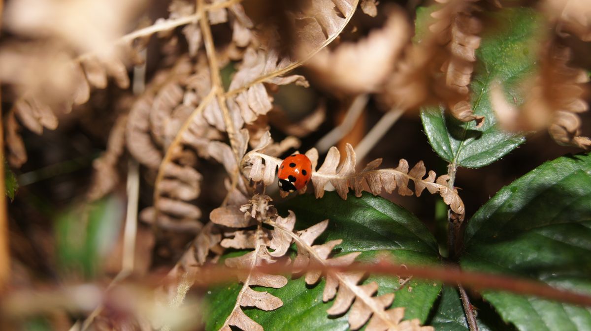 Ladybird