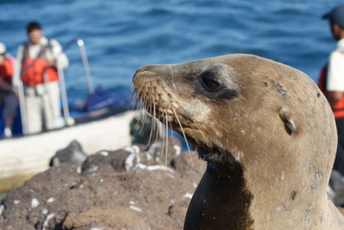 gslapagos sea lion
