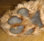 Szuba Sfora Znad Jeziora vel KAUSZA /Airedale Terrier/
