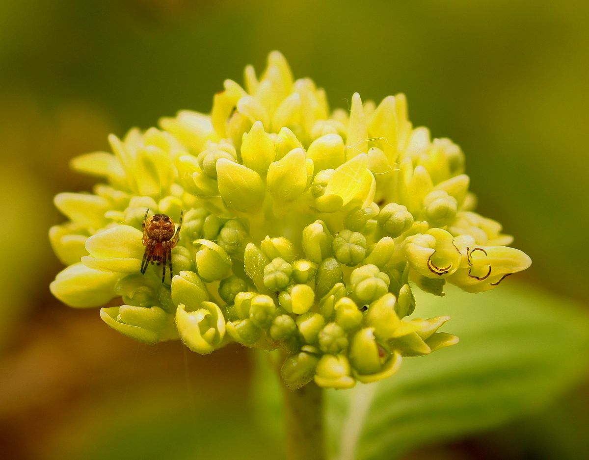 too out in the garden with my macro lens and a 55 sony cam