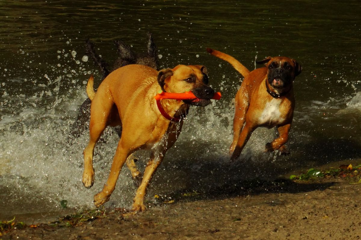 Action : Dogs playing in the water