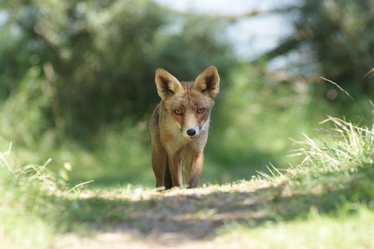 Na dagenlang wandelen met de camera en reeds prachtige foto's van Damherten, Reeën,