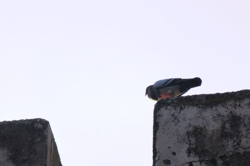 Portugal - Alvito Inn (a lonely pigeon)