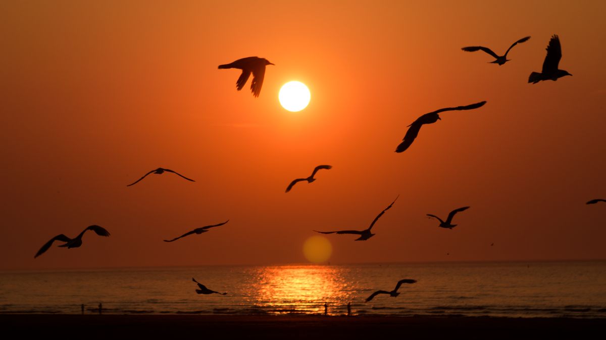 Birds having a farewell party for a wondrous day during sunset