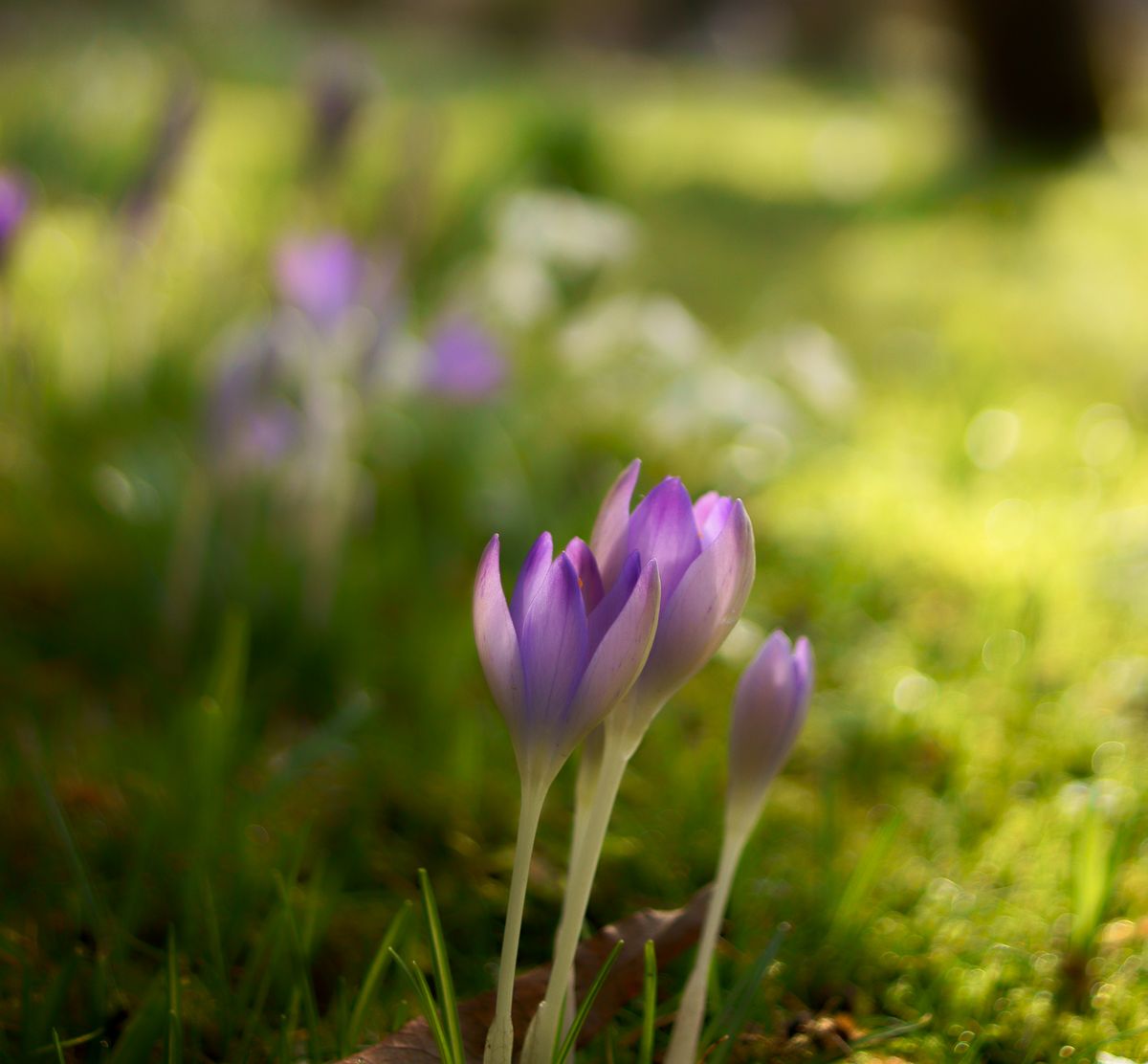 Crocus emerging from the ground in Brandy Mount garden, Alresford.  Paul Haines.