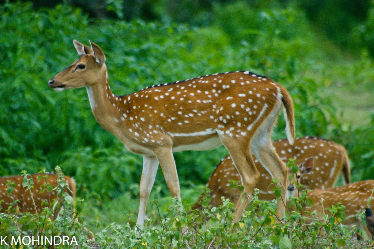 The chital or cheetal, also known as chital deer, spotted deer or axis deer is a deer which commonly inhabits wooded regions of Sri Lanka, Nepal, Bangladesh, Bhutan, India, and in small numbers in Pakistan