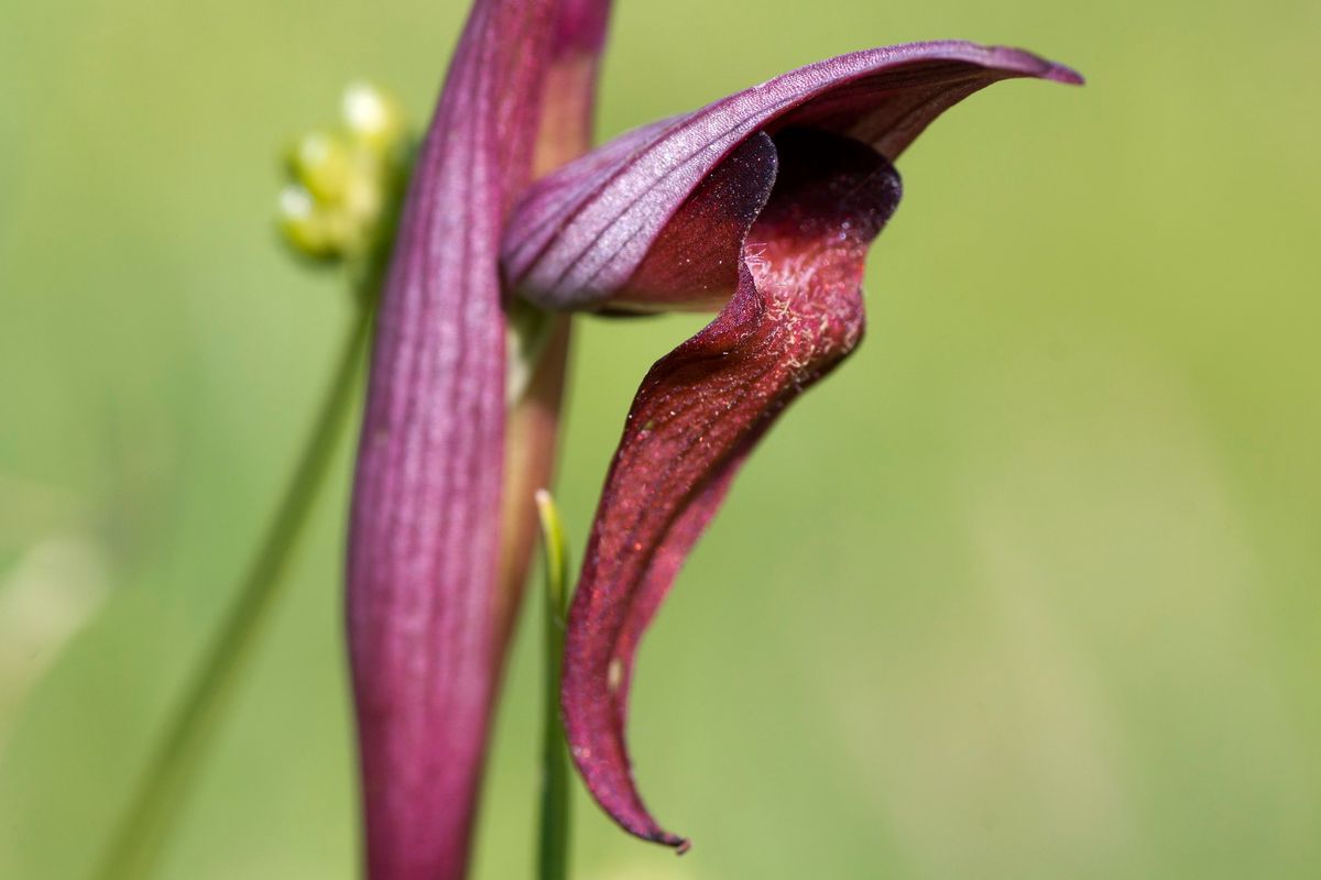 Cette orchidée fut trouvée sur le bord de la route juste avant le fauchage des bas coté