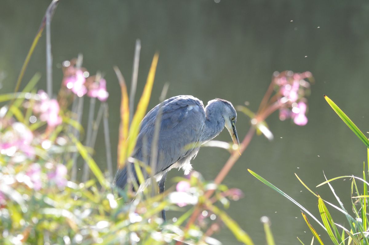 Grey heron