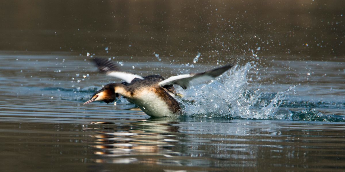 Great Crested Grebe