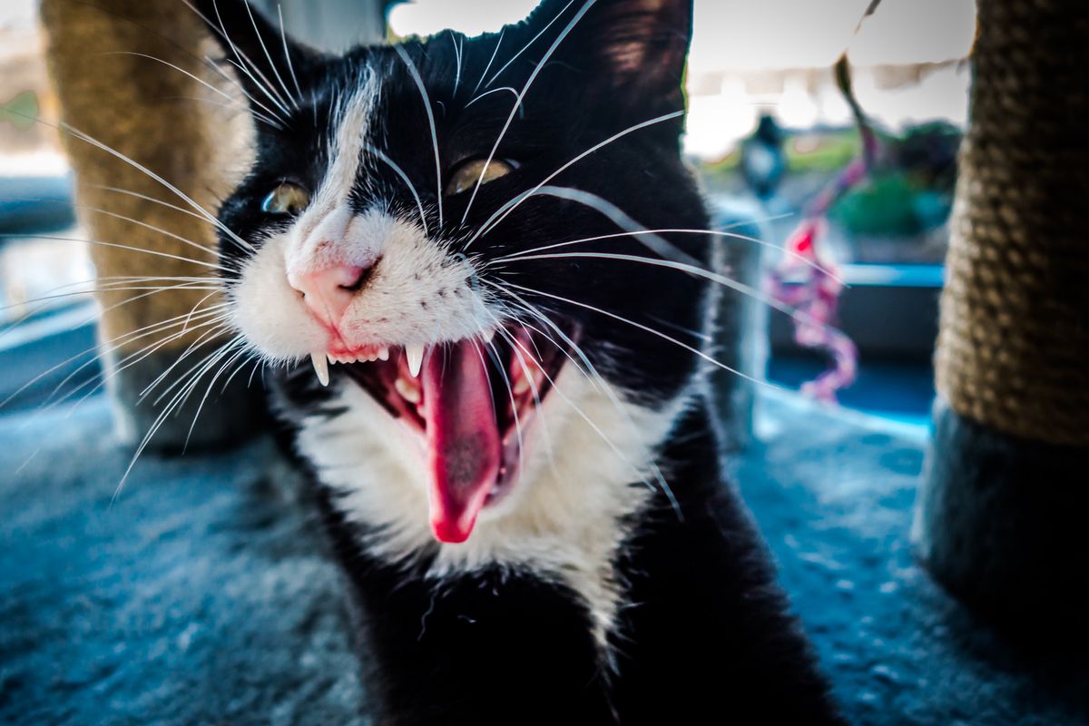 Onze kat James aan het geeuwen. Lijkt zo wel een gevaarlijk beest maar dat is hij niet.