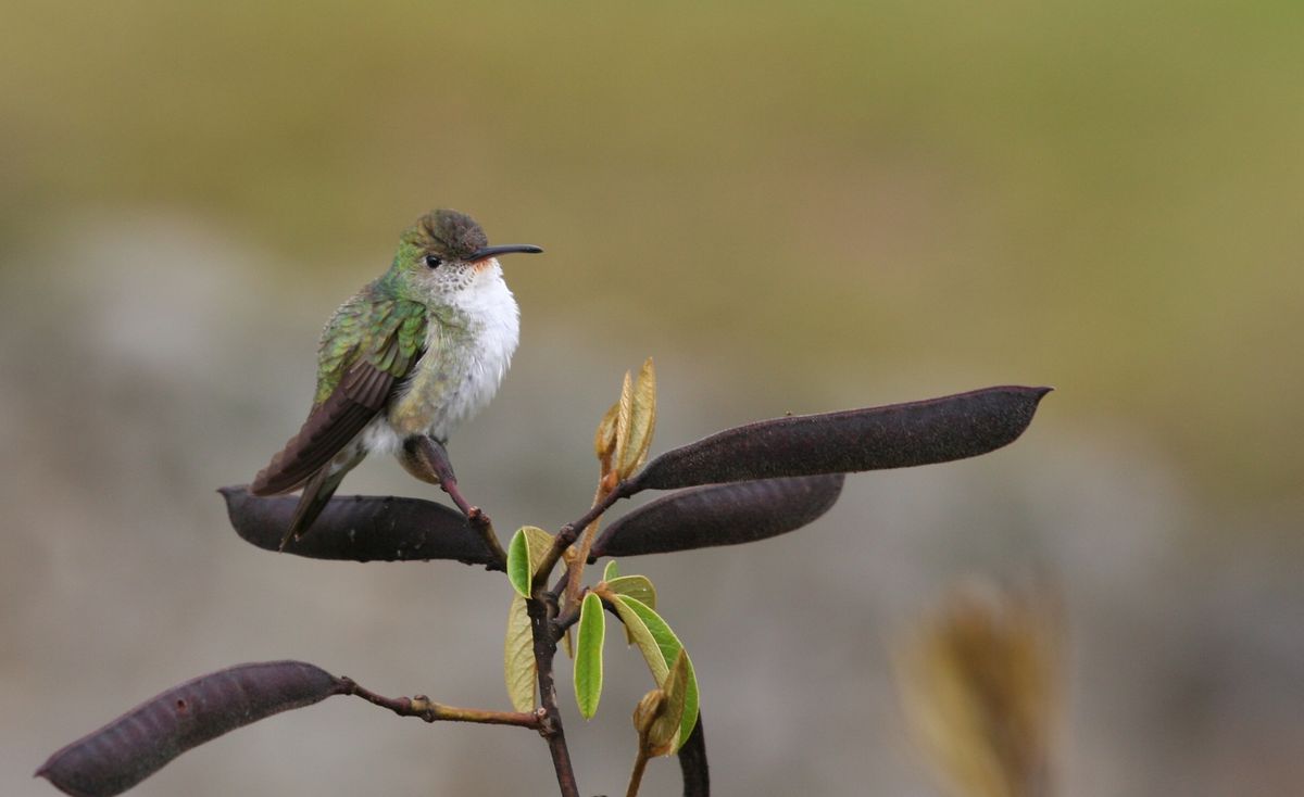 Un colibri nous attendais au détour du chemin