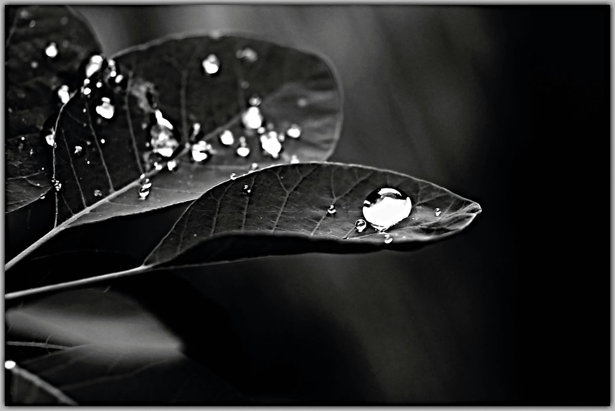 Wassertropfen auf einem Blatt