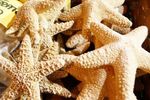 stelle