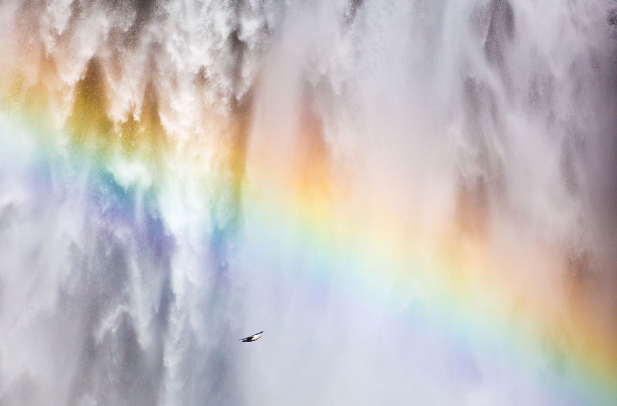 Regenbogen mit Möwe