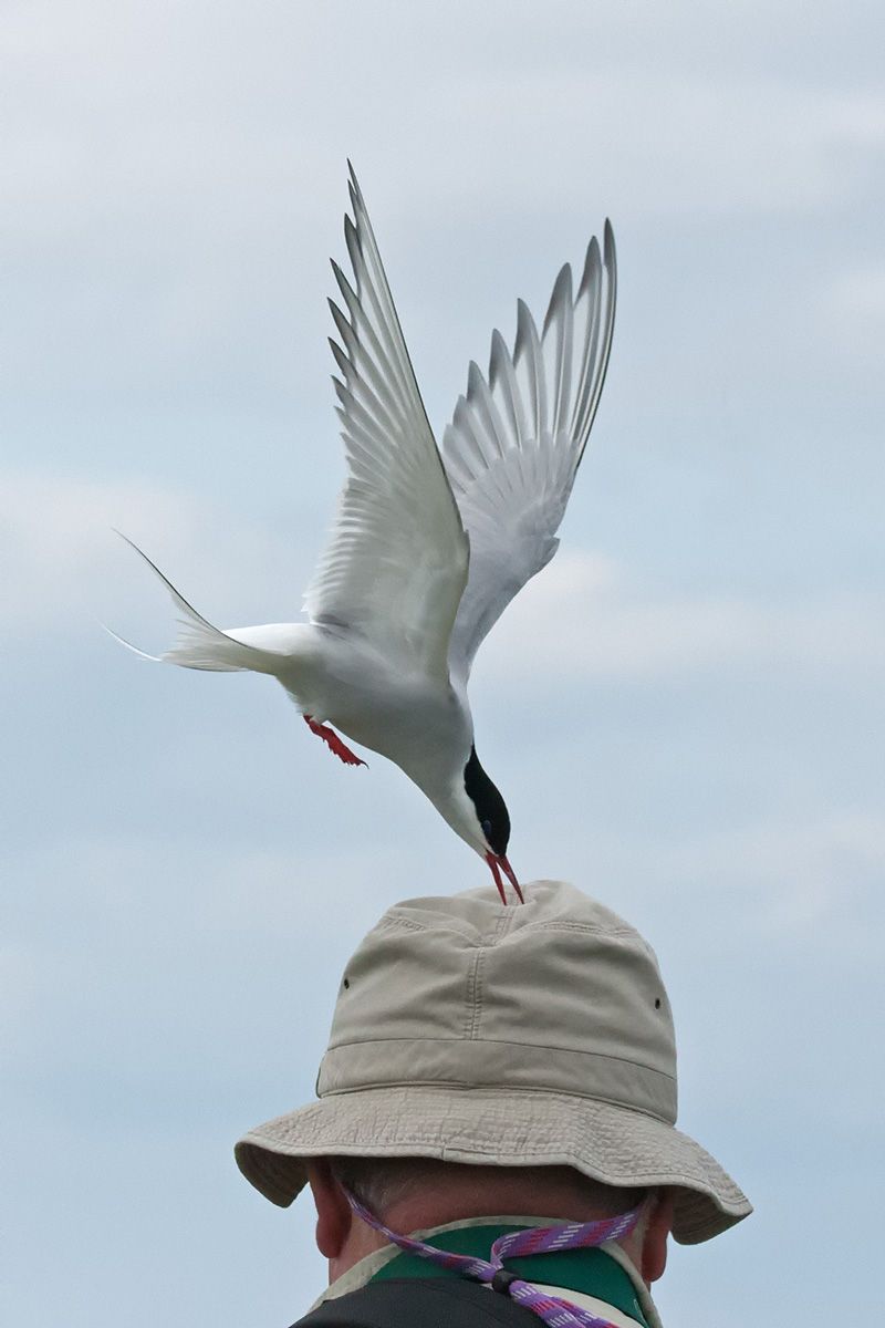 Artic Tern attack