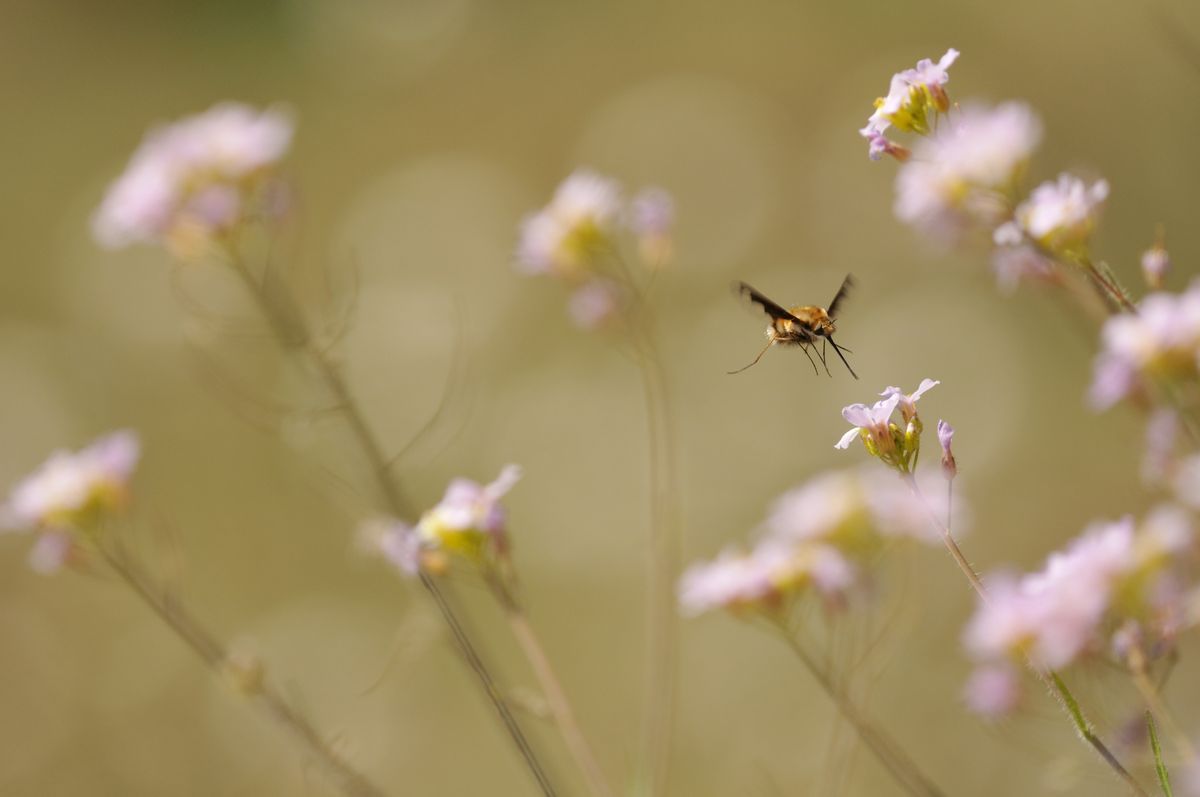 This bug loves to fly in the sun. I took it in 2010 at the natural reserve of Sclaigneaux. I often try this in manual mode, as the bug moves too fast and as the autofocus gets often lost with all the obstacles. (This photograph is the property of Olivier Mattelart)