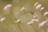 This bug loves to fly in the sun. I took it in 2010 at the natural reserve of Sclaigneaux. I often try this in manual mode, as the bug moves too fast and as the autofocus gets often lost with all the obstacles. (This photograph is the property of Olivier Mattelart)