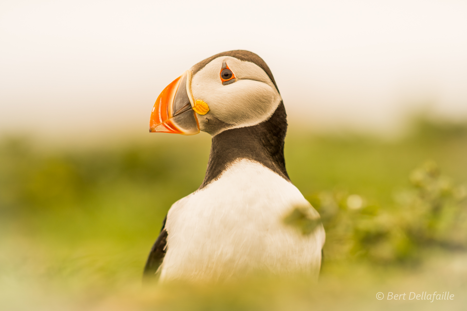 Puffin portrait 2