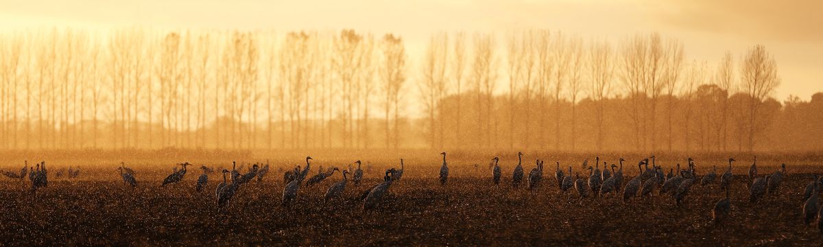 Die "Vögel des Glücks" im Regen ...