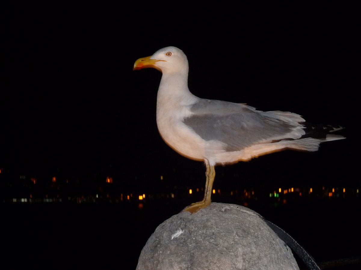 Local Bird - Istanbul