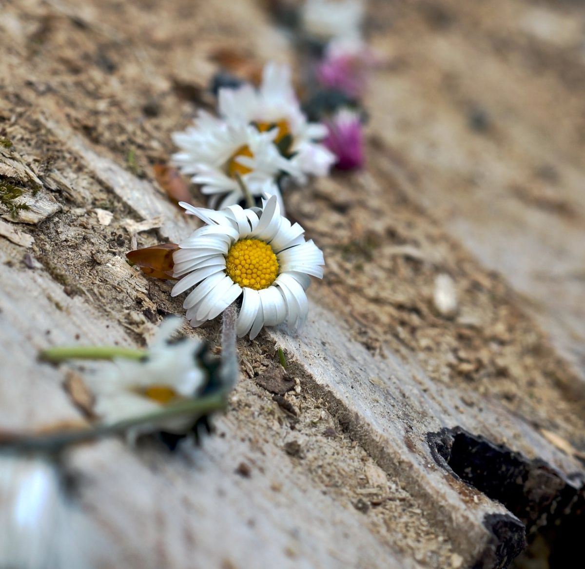 forgotten daisy flower on wooden trunk 