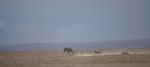 A group of Hyenas chasing a wildebeest in drought torn landscape of Amboselli National Park in Kenya. Taken By David Trepess