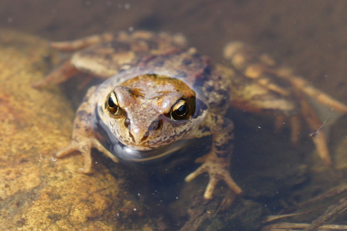 Frosch