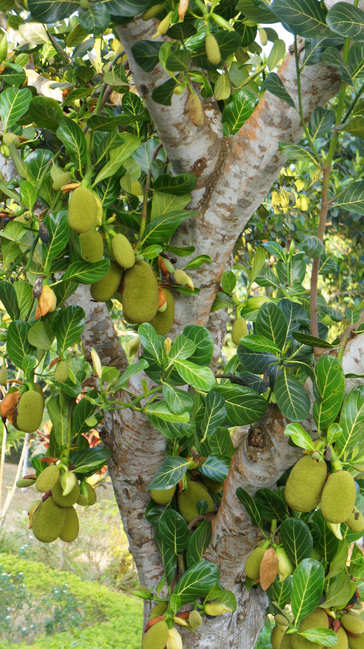 Jack fruit