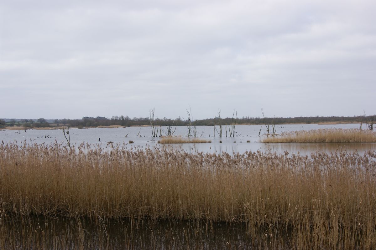 Wetlands