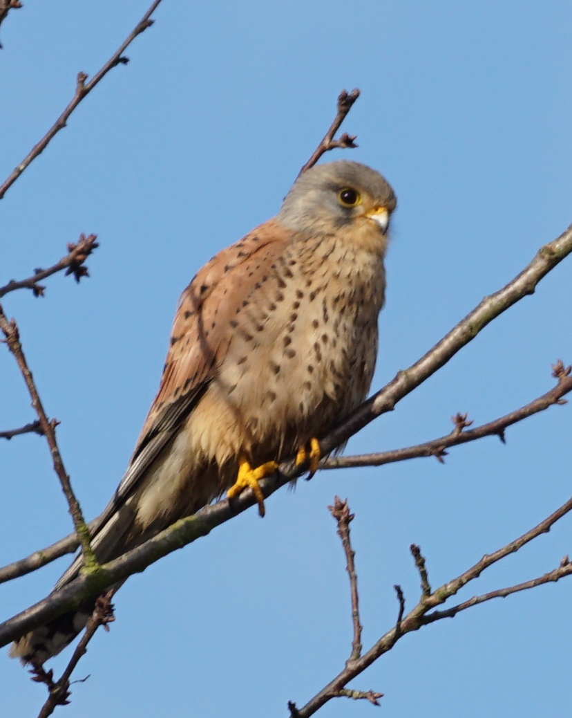 Kestrel at Lodge Moor 23Jan2017Crop.JPG