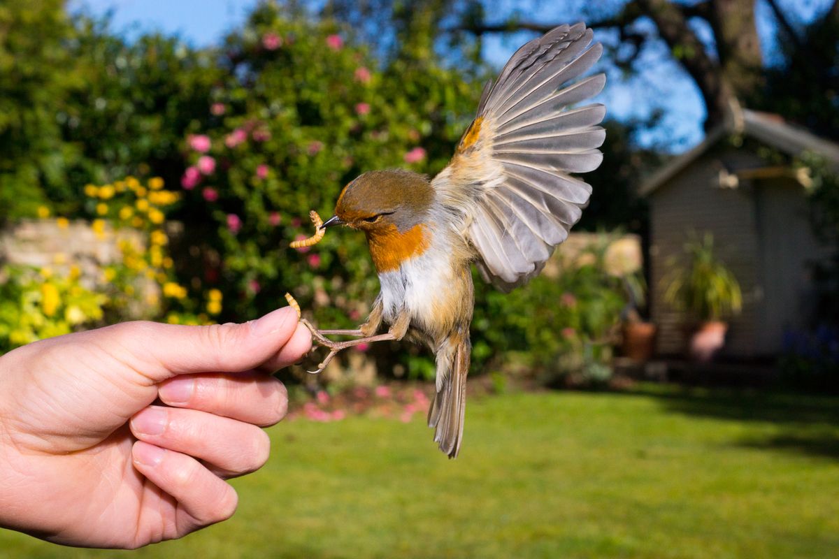 Beautiful tame Robin that comes down to feed from my hand every day in my garden.