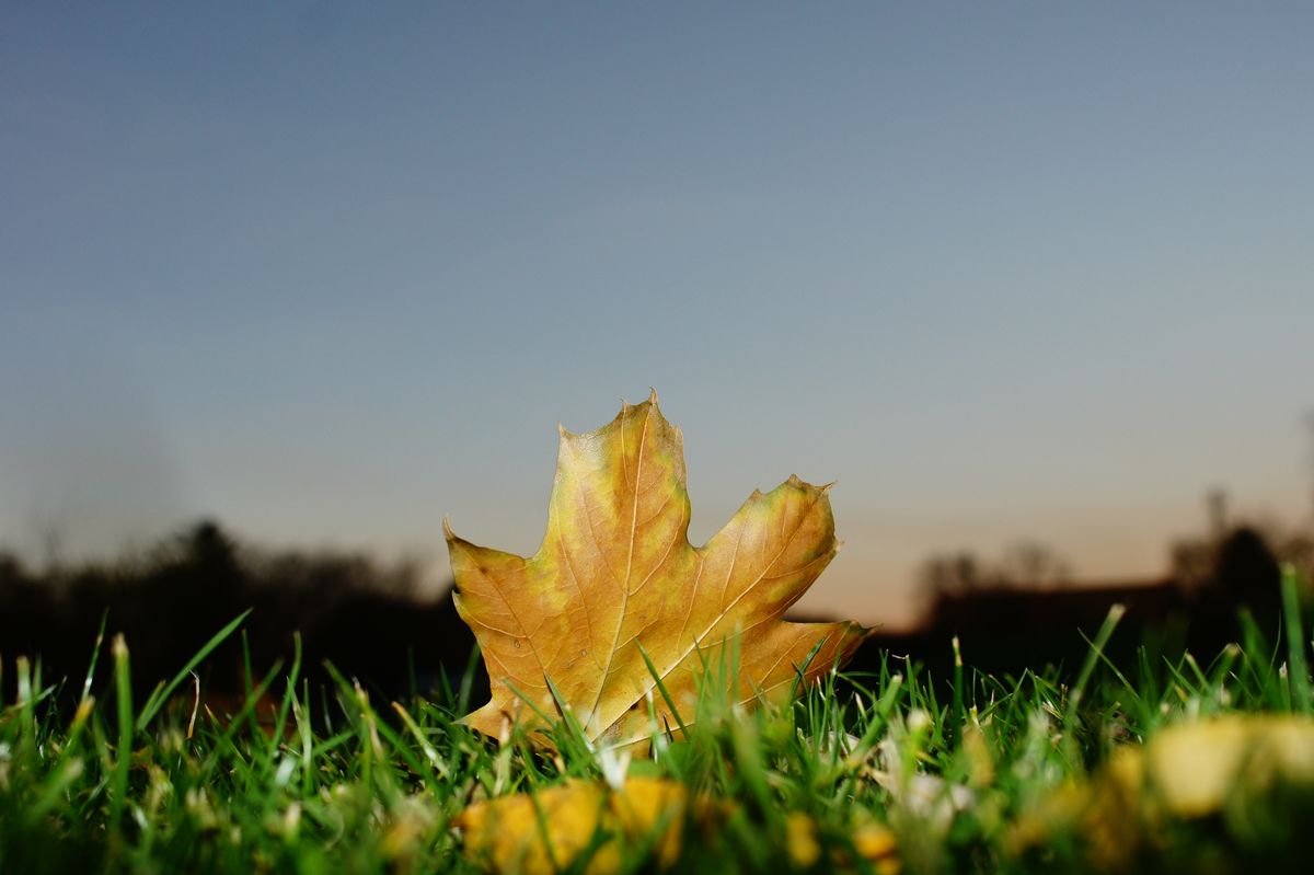 Das Blatt posierte genau so im Garten, es musste nur fotografiert werden.